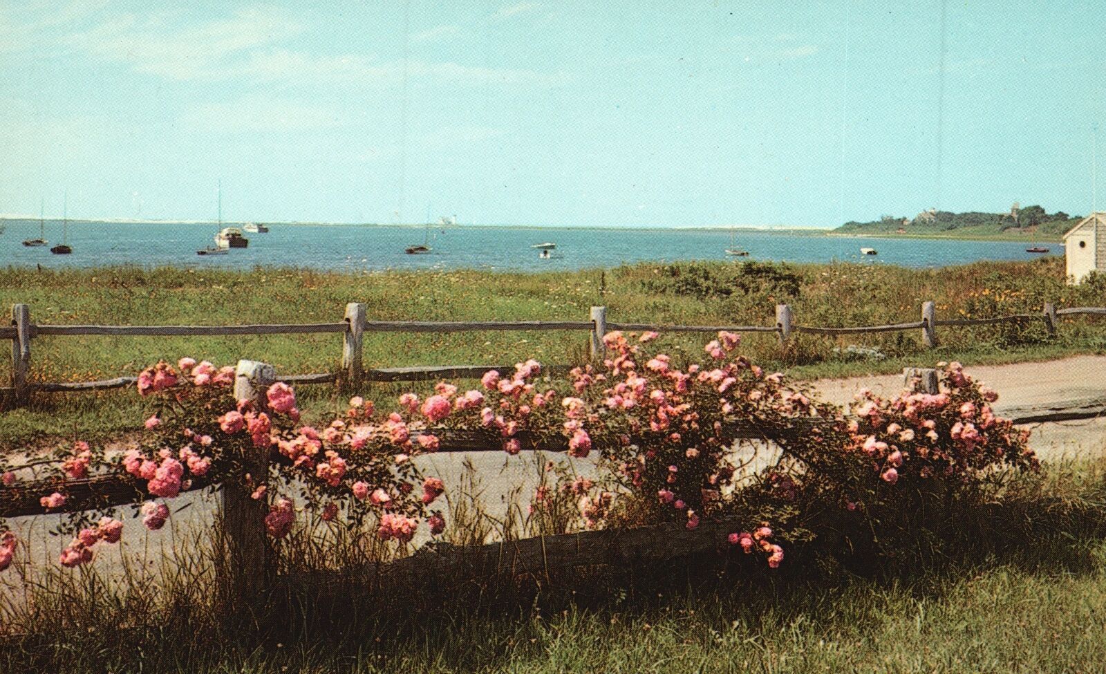 Vintage Postcard Roses Rail Fence Stage Harbor Chatham Cape Cod