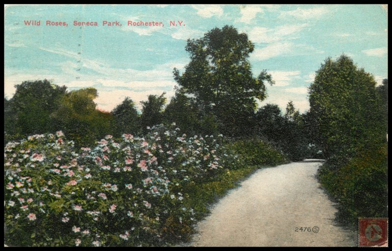 Wild Roses, Seneca Park, Rochester, NY