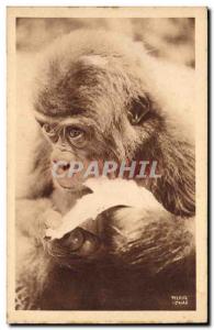 Postcard Old Monkey Portrait of & # 39un small gorilla
