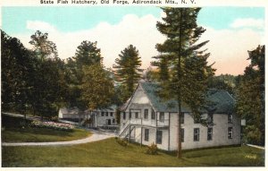 Adirondack Mountains New York, State Fish Hatchery  NY Vintage Postcard