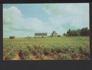 PEI One of Prince Edward Island's many Potato Fields in Full Bloom ~ Chrome