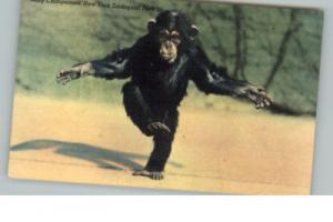 NYC Zoo Baby Chimpanzee Postcard