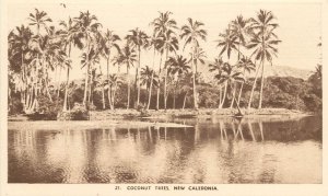 c1910 Postcard 12. New Caledonia, Coconut Palm Trees, Unposted Excellent