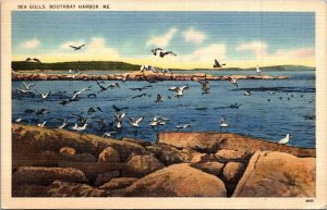 Maine Boothbay Harbor Sea Gulls 1947