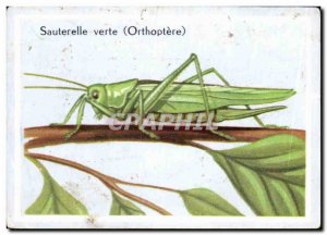 Image Green Grasshopper Orthoptera