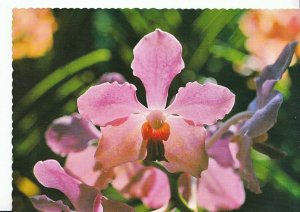 Flower Postcard - Orchid - Vanda Hybrid - Common Sight in Singapore   AB2401