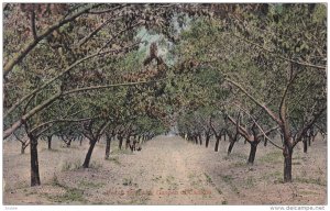 Peach Orchard, Garden of Canada, PU-1912