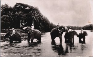 Sri Lanka Ceylon Tame Elephants Bathing Colombo Vintage RPPC C132