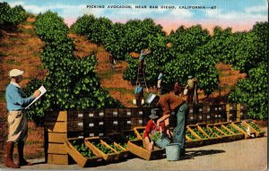 Workers Picking Avocados Near San Diego CA Vintage Linen Postcard H46