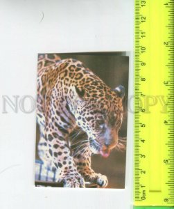 474443 USSR 1985 year circus trained jaguar Original old Pocket CALENDAR