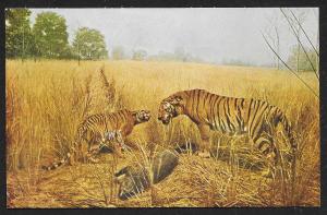 Natural History Museum Bengal Tigers Chicago Illinois Unused c1950s