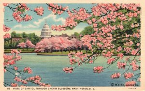 Vintage Postcard Vista Of Capitol Building Through Cherry Blossoms Washington DC
