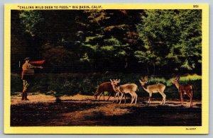 Vintage California Postcard - Wild Deer - Big Basin National Park