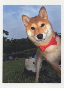 Bow Tie Dog With Shopping Bag For Forest Picnic Photo Art Postcard