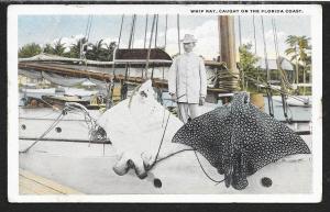 Man on Boat with Caught Whip Ray Florida Unused c1920s