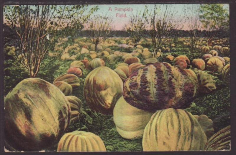 Pumpkin Field Postcard 