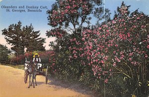 Oleanders and Donkey Cart St. George's Bermuda Unused 