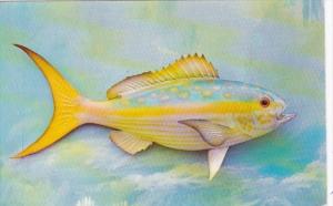 Florida Native Fish Yellowtail Florida Keys