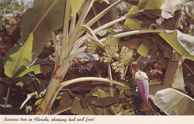 Banana Tree - Bud and Fruit - Sarasota Jungle Gardens FL, Florida