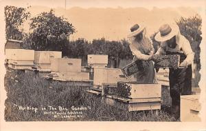 Woking in the Bee Garden, North Family Shaker Mt Lebanon, NY USA  light tab m...