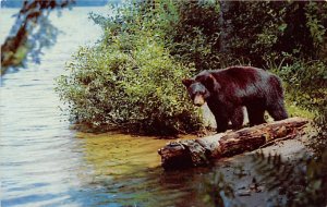 Yearling Club Black Bear Wellsboro, PA, USA Bear Unused 