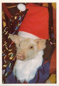 Cute Santa Hat Ho Ho Ho Christmas Piglet Xmas Card 1980 Photo by George Dudley