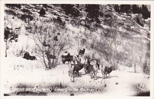 Colorado Rocky Mountain Big Horn Sheep In The Rockies Real Photo