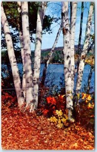 Postcard - These lovely birches grace the woodland scene