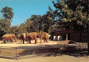 BR88878 elephant hannover zoo germany  animal animaux