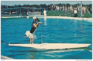 Trained Dog Rides Surfboard pulled by Porpoise at Marine Studios,  St. Augest...