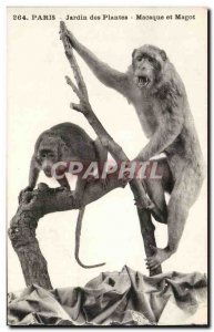 Old Postcard Paris Garden of Barbary Macaque and plants (monkey zoo monkey)