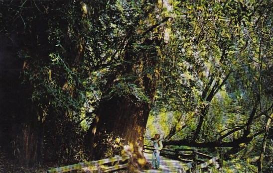 California Mill Valley The Leaning Tree Of Muir Woods Trail