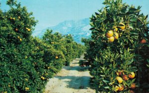 USA California Gold Oranges Vintage Postcard 07.48