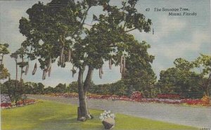 Florida Miami The Sausaqe Tree