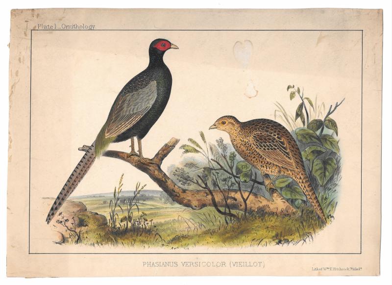 Phasianus Pheasant Cmdre Perry Japan Expedition 1854 Wm Hitchcock Bird LItho