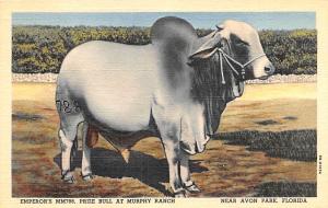 Prize Bull at Murphy Ranch, Avon Park, Florida USA Unused 