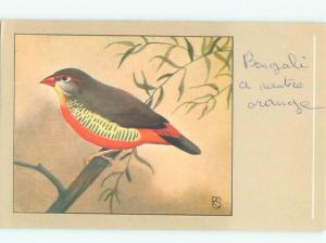 foreign Old Postcard signed BEAUTIFUL GOLDEN BREASTED WAXBILL BIRD AC3554