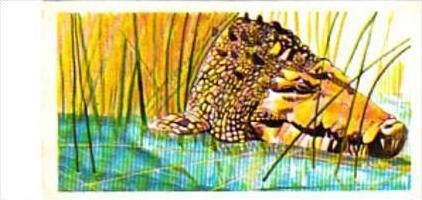 Brooke Bond Tea Trade Card Vanishing Wildlife No 38 Estuarine Crocodile