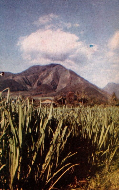 Hawaii Field of Growing Sugar Cane Maui Vintage Postcard 05.32