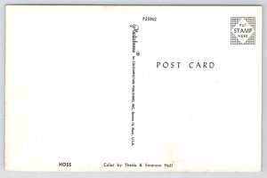 Animal~Saddled Horse~Hoss~1950s Postcard