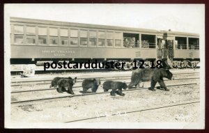 *901- JASPER PARK Alberta 1910s Mount Tekarra Railway Train. Bears Real Photo PC