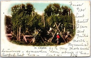 1904 A Hopfield Harvest Time Boxes Under the Fruit Trees Posted Postcard