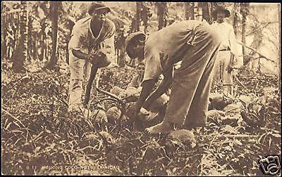 trinidad, Native Men Husking Coco-Nuts (1930s) 