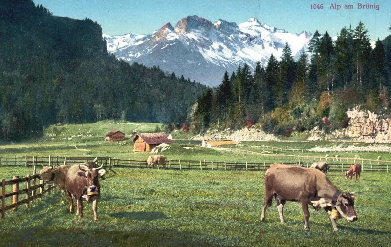 Vintage Postcard Alp Am Brunig Wagner Lungern Cattle Farm Forest Mountain