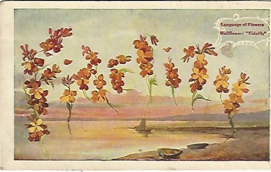 Fidelity Wallflower Flowers Language of Flowers Vintage Postcard over 100 Years