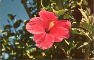 Postcard Flora Hawaiian Hibiscus