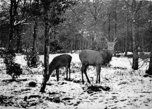 BR56426 Foret de St hubert un daguet cerf dear Animaux animals