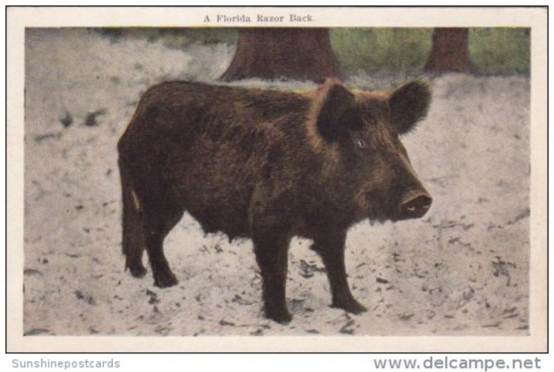 Pigs A Florida Razor Back