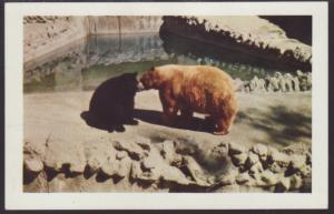 Black and Cinnamon Bears,San Diego Zoo Postcard