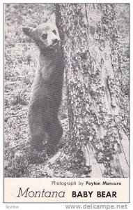 Montana Baby Bear, Montana,40-60s